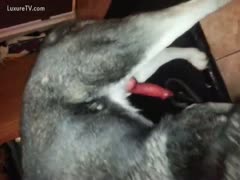 Huskie receives his biggest dog knob jerked off by his loving owner 